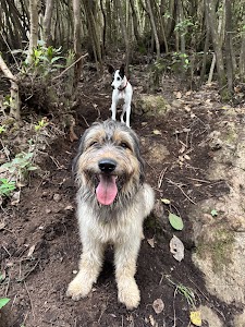 Foto de ubicación de Paseos Perrunos