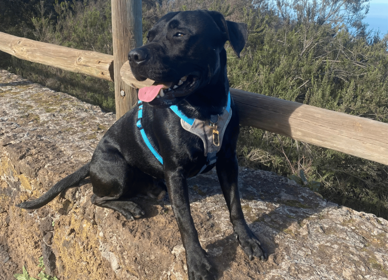 paseos perrunos (10)