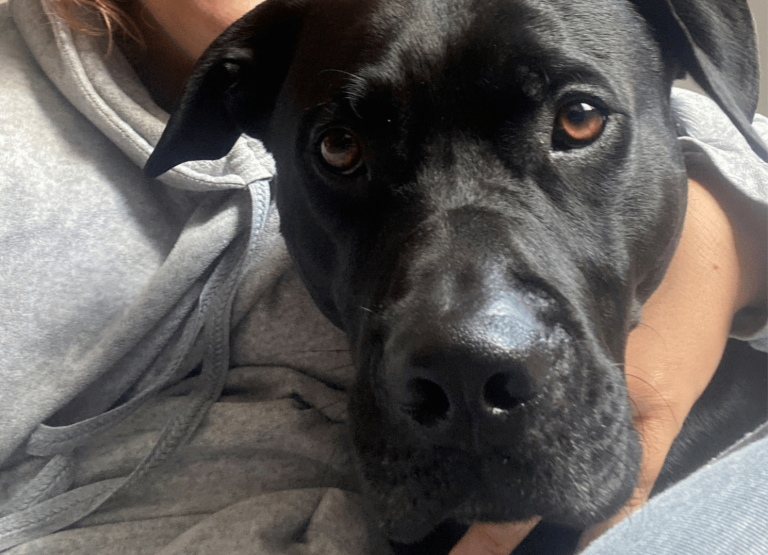 paseos perrunos (18)