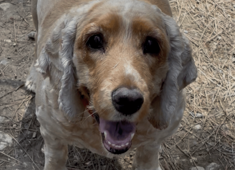 paseos perrunos (3)