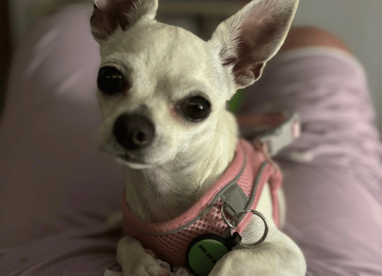 paseos perrunos (4)