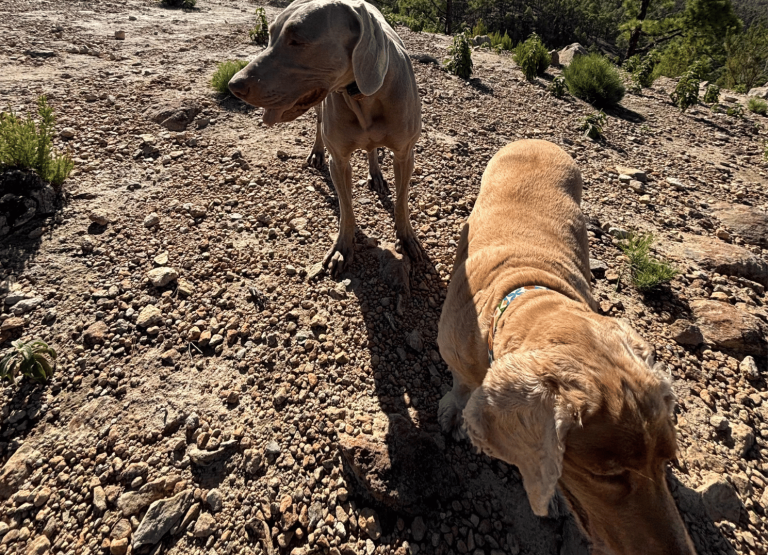 paseos perrunos (6)