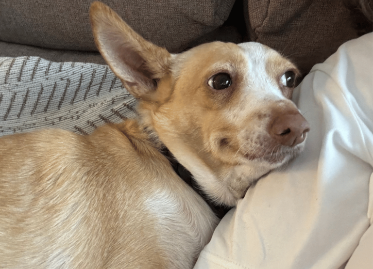 paseos perrunos (7)