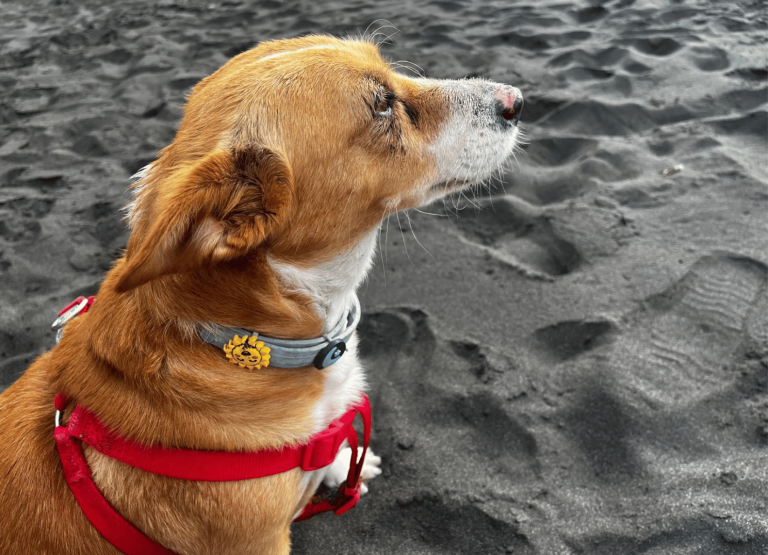 paseos perrunos
